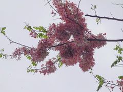 -深圳国际园林花卉博览园