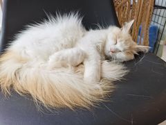-平行世界·猫咖(首经贸店)