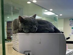 -安安宠医·安宠宠物医院