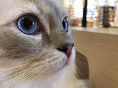 -瞄一喵猫咖(格力海岸店)