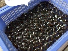 -南沙十九涌渔人码头-南门