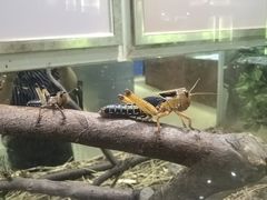 -上海昆虫博物馆