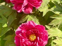 -国家植物园南园