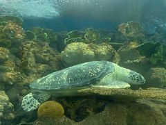 -上海海洋水族馆