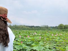 -微山湖红荷湿地景区