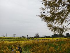 -三圣花乡旅游区