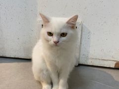 -Heymao猫咖.咖啡厅(东门店)