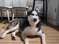 -喵小馆·猫咖狗咖猪咖·饮品店