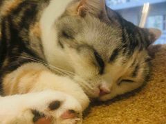 -猫和宫(六道口店)