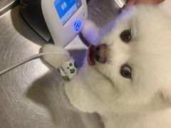 -辛巴宠物医疗中心·骨科·内分泌专科·心肾专科(亭林公园店)