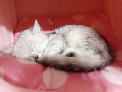 -1013 PET SHOP 宠物商店(近铁城市广场店)