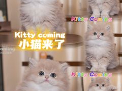 -小猫来了·猫舍(红山六九七九店)
