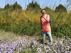 -苏家坨柳林村二月兰花海