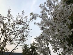 -菊园百果园