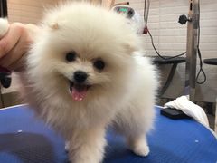 -PETKIT小佩宠物(古北店)