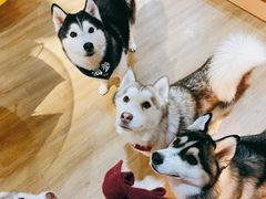 -Husky Go! 哈士奇体验馆·宠物咖啡厅狗咖