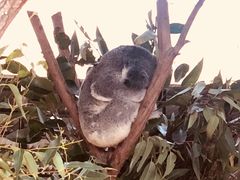 -可伦宾野生动物保护区