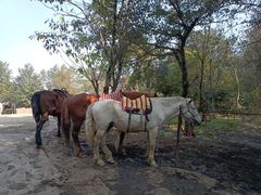 -铁山坪森林公园