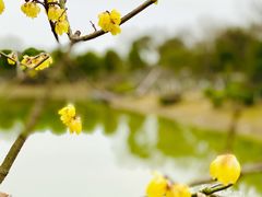 -上海海湾国家森林公园