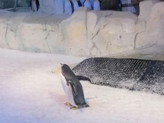 -芜湖新华联大白鲸海洋公园