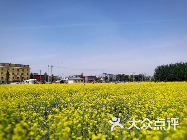 顺义区楼台油菜花田图片-北京城市观光-大众点评网