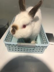 -Moni星球萌宠·小马宝莉·灵蛇·高端高阶全萌宠互动体验俱乐部(红豆国际广场店)