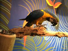 -萌宠奇缘(荣鼎店)