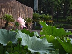-陈家山荷花公园