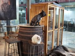 -more than meow吴止猫主题餐厅(承德 中船汇店)