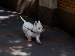 -乌鲁木齐路老洋房