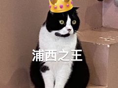 -猫儿山۰猫主题餐厅