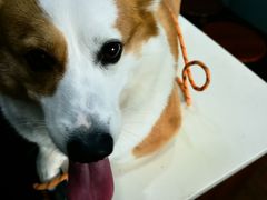 -瑞派动物医院·绝育·犬猫全科·预防医学(光景江南中店)