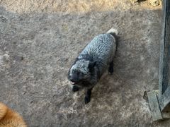 -宫城藏王狐狸村