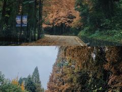 -大围山国家森林公园