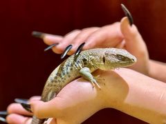 -帕帕拉兹宠物(亚洲旗舰店)