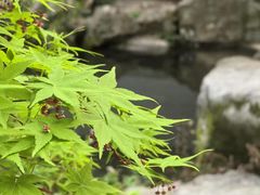 -乾园.魏庐湖景餐厅(花港店)
