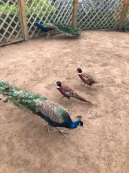 -萌宠亲子动物乐园(槐房万达店)