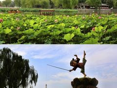 -莲花池公园