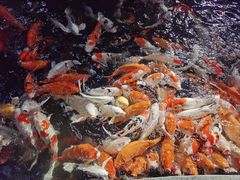 -南宫五洲植物乐园