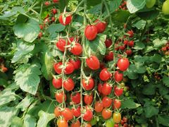 -万源龙顺度假庄园生态观光园