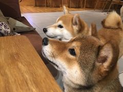 -柴务处·柴犬主题狗咖