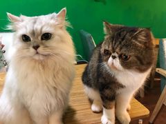 -李小姐の猫咖啡馆(五角场店)