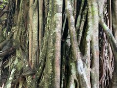 -西双版纳原始森林公园
