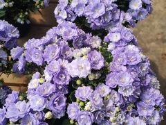 -三圣花乡旅游区