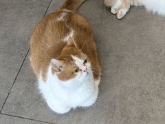 -飞行喵MR PILOT|猫舍·猫咖(静安大融城店)