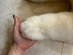 -暖阳宠物医院·犬猫康复中心·骨科