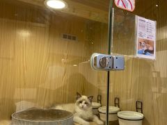 -屋虎猫馆(宝安大仟里店)