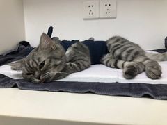 -关爱宠物医院·猫科中心·消化科(滨湖万达分院)