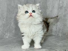 -小猫来了·猫舍(红山六九七九店)