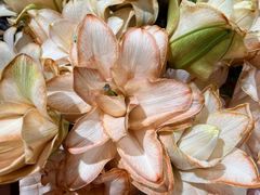 -BEAST野兽派(上海浦东嘉里城店)